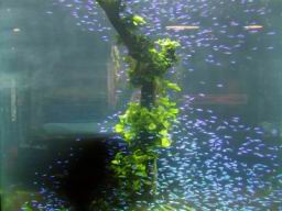 Resize of P21010104.JPG